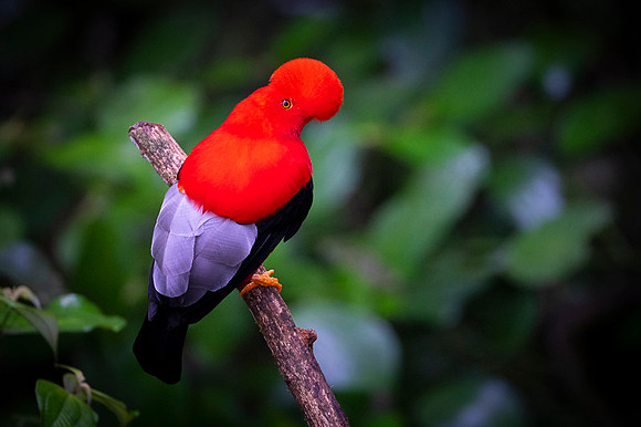 Cock-of-the-Rock