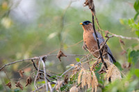Bramini starling