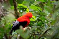 Cock-of-the-Rock