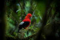Cock-of-the-Rock