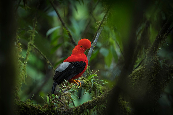 Cock-of-the-Rock