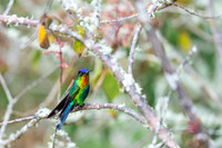Fiery-throated Hummingbird