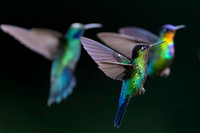 Fiery-throated Hummingbird