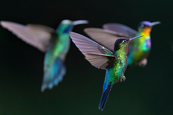 Fiery-throated Hummingbird