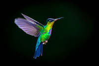 Fiery-throated Hummingbird