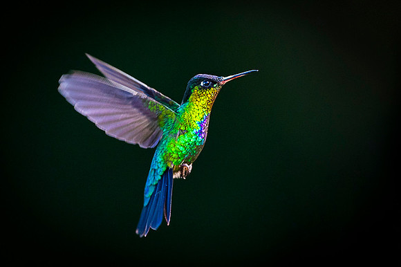 Fiery-throated Hummingbird