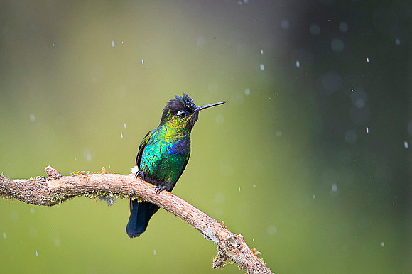 Fiery-throated Hummingbird