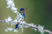 Fiery-throated Hummingbird