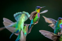 Fiery-throated Hummingbird