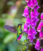 Fiery-throated Hummingbird