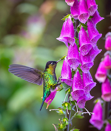 Fiery-throated Hummingbird