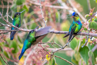 Fiery-throated Hummingbird