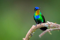 Fiery-throated Hummingbird