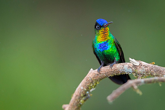 Fiery-throated Hummingbird
