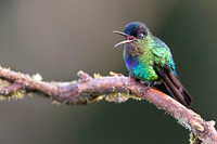 Fiery-throated Hummingbird