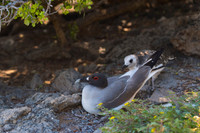 Swallow-tailed gull