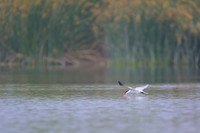 Caspian Tern