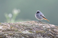 Black Redstart / Kopciuszek