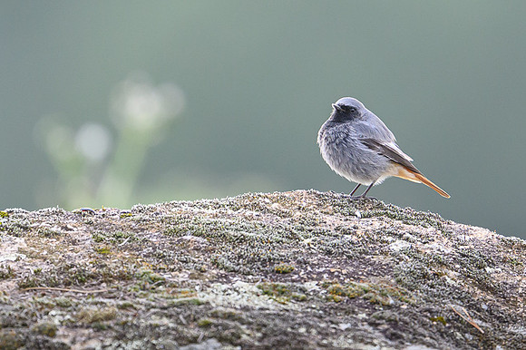 Black Redstart / Kopciuszek