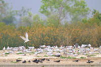 Caspian Tern