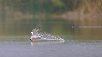 Caspian Tern