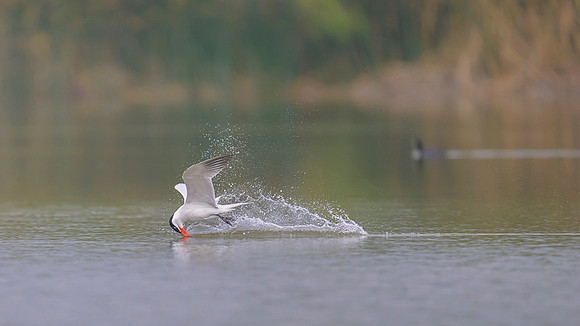 Caspian Tern