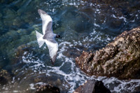 Swallow-tailed gull