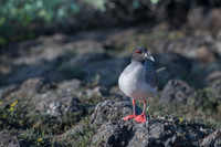 Swallow-tailed gull