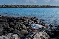 Swallow-tailed gull