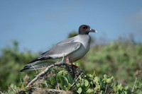 Swallow-tailed gull