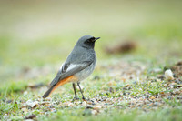 Black Redstart / Kopciuszek