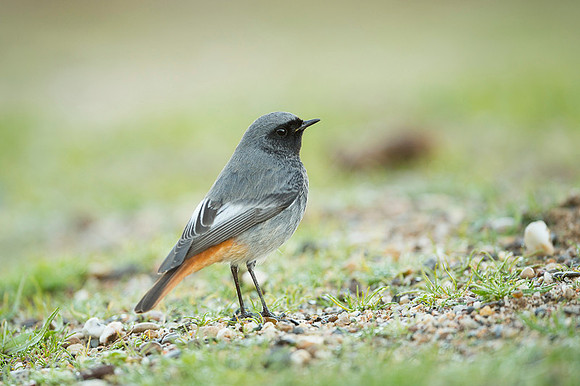 Black Redstart / Kopciuszek