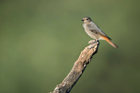 Black Redstart / Kopciuszek