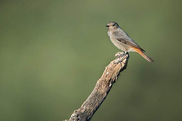 Black Redstart / Kopciuszek