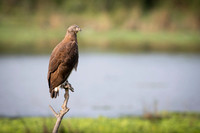 Grey headed fish eagle