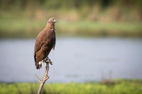 Grey headed fish eagle