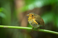 Ochre-breasted Antpitta