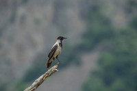 Hooded Crow / Wrona siwa