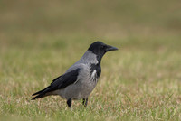Hooded Crow / Wrona siwa