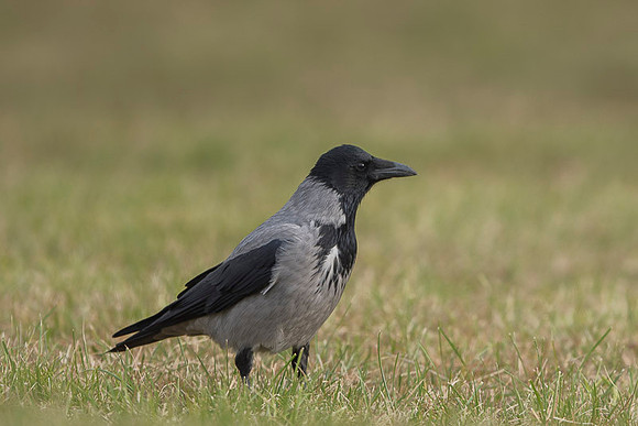 Hooded Crow / Wrona siwa