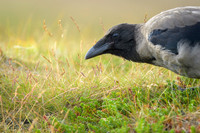 Hooded Crow / Wrona siwa