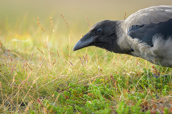 Hooded Crow / Wrona siwa