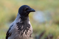 Hooded Crow / Wrona siwa