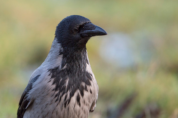 Hooded Crow / Wrona siwa