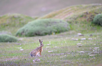 Patagonian rabit