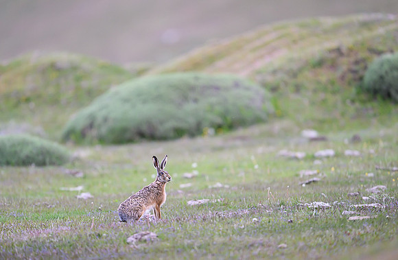 Patagonian rabit