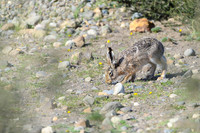 Patagonian rabit