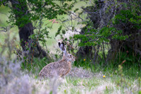 Patagonian rabit
