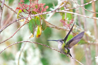 Magnificent Hummingbird