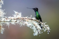 Magnificent Hummingbird